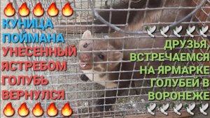 🔥🔥🔥 Куница поймана! Вернулся голубь унесенный ястребом! Едем на ярмарку голубей в Воронеж!