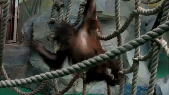 Орангутан Джулия учится выполнять шпагат . 02.11.20 г. смотреть онлайн