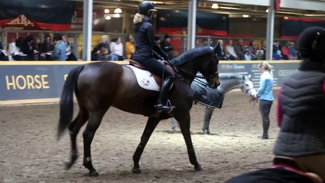 SHOULD WE BUY GABBY A WAMRBLOOD AND TACK SHOPPING IN HIGH END TACH SHOPS PLUS HAUL! смотреть онлайн