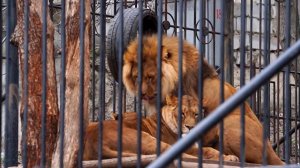 Весенний беби-бум в зоопарке Кишенева. Какие зверята появились на свет и как они себя чувствуют