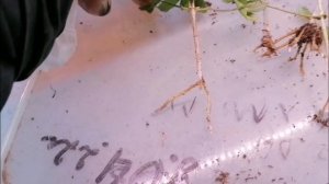 20 марта 2025г
Продолжаю рассаживать клематисы.