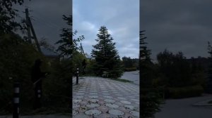 Обрезка пихты