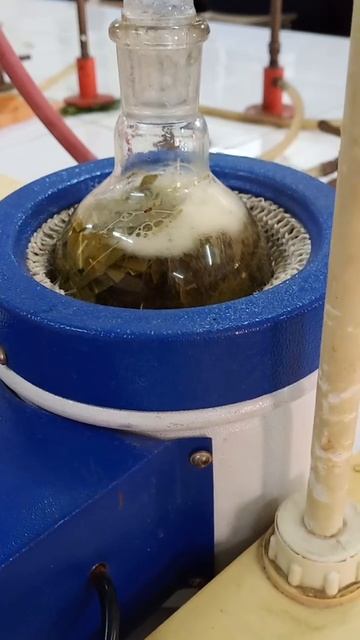 eucalyptus leaf boil смотреть онлайн