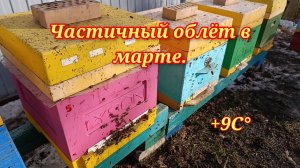 Частичный облёт пчёл в марте.Сокращаем и утепляем пчелиные семьи.