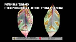 Ржавчина голубики (Thekopsora minima (Arthur) Sydow & P. Sydow)