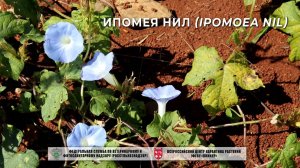 Ипомея нил (Ipomoea nil)
