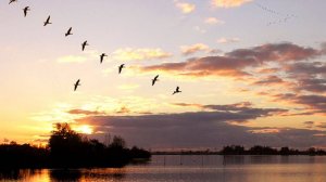 Улетают журавли