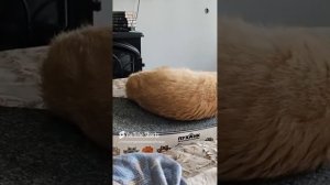 У Джеки появился  мятный Пухлик😻