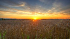 Радуйся и ликуй, презирая боль, Ибо имя тебе ЧЕЛОВЕК!