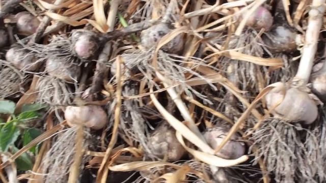 Чеснок убираем. смотреть онлайн