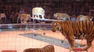 Ижевский цирк. Павленко. Тигры.