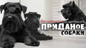 Приданое Собаки. Что есть у моего Шнауцера?