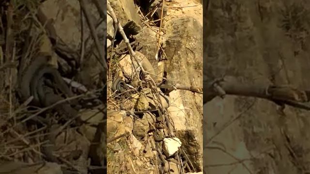 Вот сдесь сколько змей смотреть онлайн