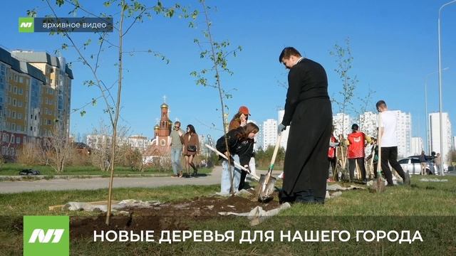Для Нижневартовска закупят две тысячи новых деревьев