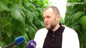 В Крыму выращивают овощи по инновационным технологиям