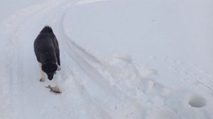 Классная рыбалка на лесной реке. Щука, чебак.