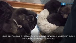 Найденные в Калуге медвежата отправляются в Тверскую область