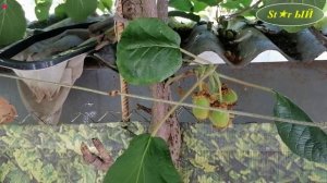 Так появляется завязь на киви