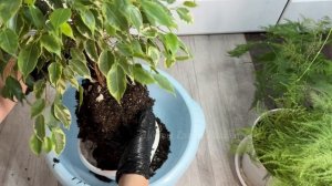 ФИКУС БЕНДЖАМИНА УХОД В ДОМАШНИХ УСЛОВИЯХ. СЕКРЕТЫ ПЫШНОЙ КРОНЫ И ЗДОРОВЫХ ЛИСТЬЕВ