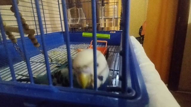 Тоша показал свой язычок! | Попугай Тоша #135