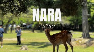 Нара | Город, где живут олени