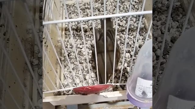 Мой дрозд Чи-чи / My Redwing Chi-chi смотреть онлайн