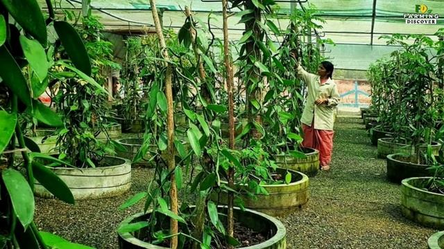 Vanilla Farming Business | Vertical Column Vanilla Cultivation | How To Grow Vanilla