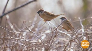 Где обедал, воробей? Доброе утро. Фрагмент выпуска от 20.03.2025
