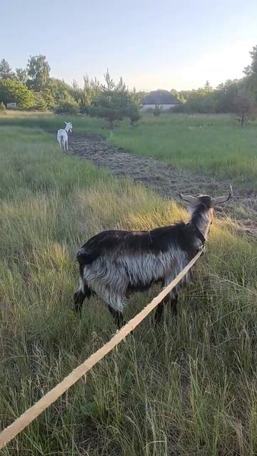 Пасу козла на поводке смотреть онлайн