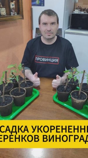 ПОСАДКА УКОРЕНЕННЫХ ЧЕРЕНКОВ ВИНОГРАДА