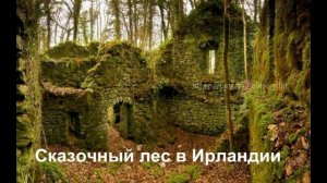 Сказочный лес в Ирландии.
