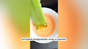 2 способа сделать гель алоэ в домашних условиях - из алоэ вера или алоэ древовидного