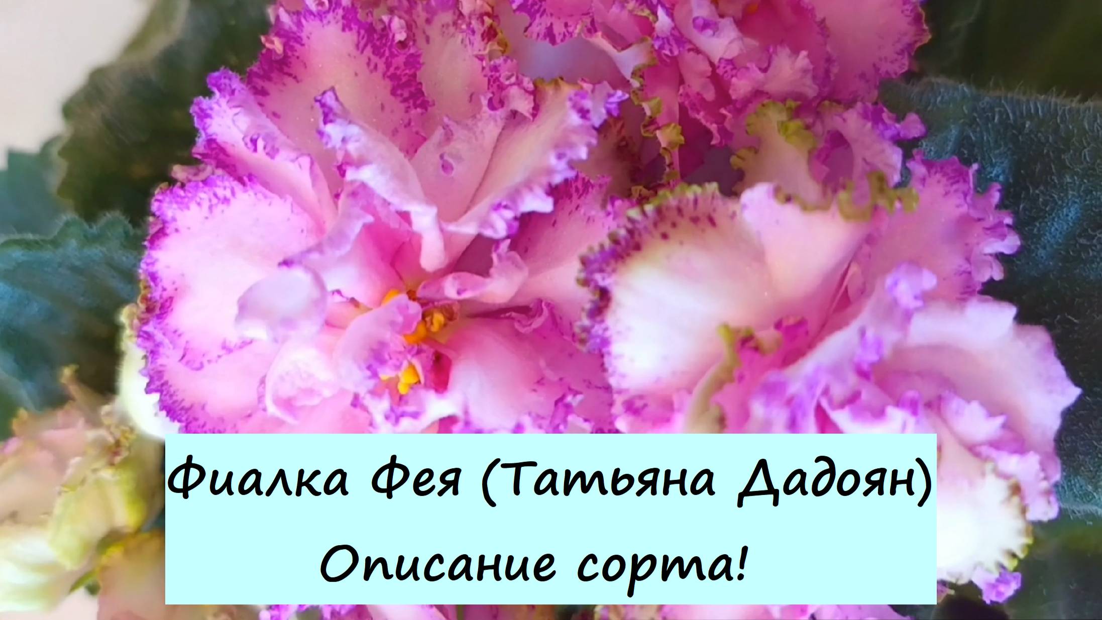 Фиалка Фея (Татьяна Дадоян). Описание сорта!