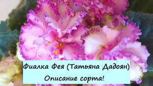 Фиалка Фея (Татьяна Дадоян). Описание сорта!