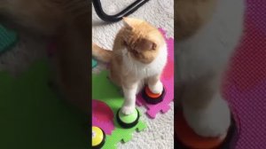 В кота вселился.mp4
