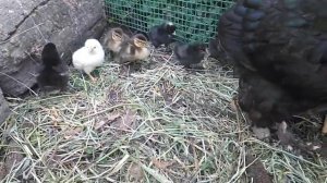 Лечение шпагатика у цыплят/Самый простой и 100% результат!!!