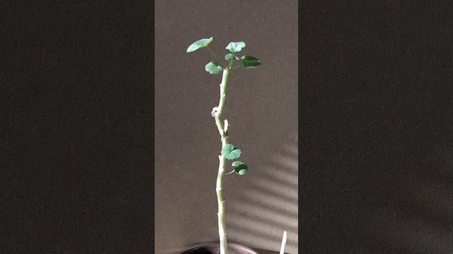 Капризуля ☘️M.Wren🥺Мои подросшие герани😍.