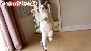 ПРИКОЛЫ С КОТАМИ / СМЕЯЛИСЬ ВСЕЙ СЕМЬЕЙ