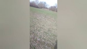 Осмотр озимой пшеницы на 14.03.2025