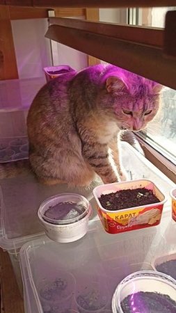 Кошка помогает с черенкованием.