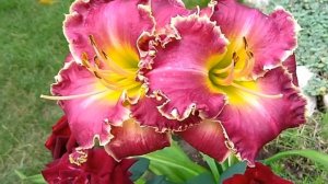 65. Sharp Tooth/Шарп Туз Лилейник