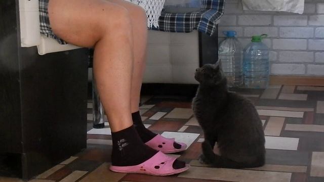 Кошка Мыфка попрошайка