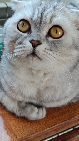 Сердечки