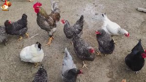 Любовь птицевода к Курочкам 🐥🐔🥚 Нежное видео 🐓 Версия (2)