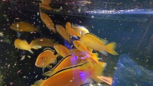 Лабидохромис еллоу на продажу