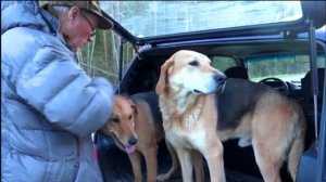 Вечерняя нагонка .Русская гончая Лайма вл. Шатров В.А.#охотасгончей#собака #животные #топ #hunting