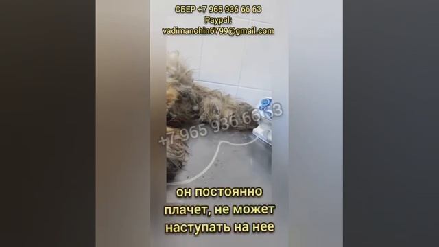 Помогите Гудвину выжить