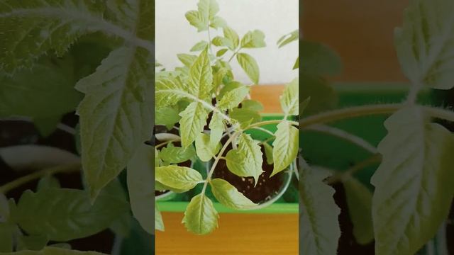 ПОДКАРМЛИВАЮ РАССАДУ ПОМИДОРОВ ТОЛЬКО ТАК‼️ смотреть онлайн