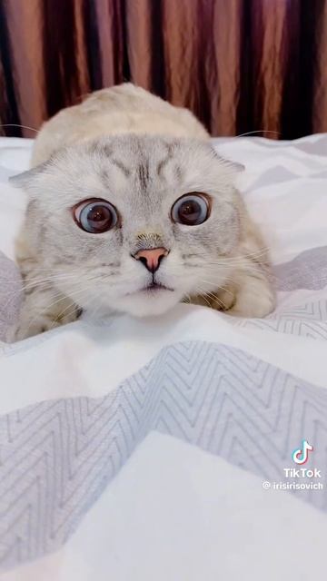 Красота милота. Смешные забавные котики. Что за лев этот тигр. 💕💖💞
мебель-стройка-ремонт.рф ✨✨