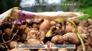 Вирус Т картофеля (Potato virus T)